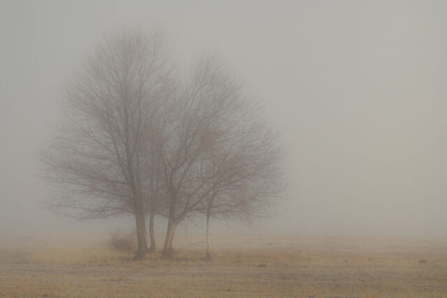 Young Oaks in Morning Fog A small cluster of young black oak trees stands in an open field near Janesville in Lassen County, California, their bare branches softened by dense morning fog and warm golden light during a quiet January sunrise.