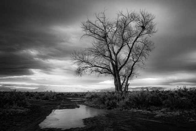 Lonely Tree on the Road Less Traveled Leafless cottonwood tree stands beside a frozen puddle on a dirt road in the northern California high desert at dawn. Surrounded by sagebrush and distant snow-dusted hills, storm clouds gather overhead in a moody, winter landscape.