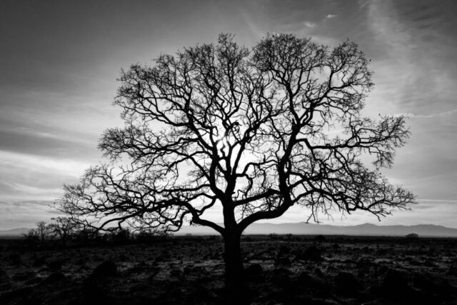 Timeless Strength - Monochrome Silhouetted oak tree with bare, twisting branches stands in open terrain at the Sacramento Riverbend area in Tehama County, California. The afternoon sun filters through the branches, casting sharp contrasts in this black and white landscape.