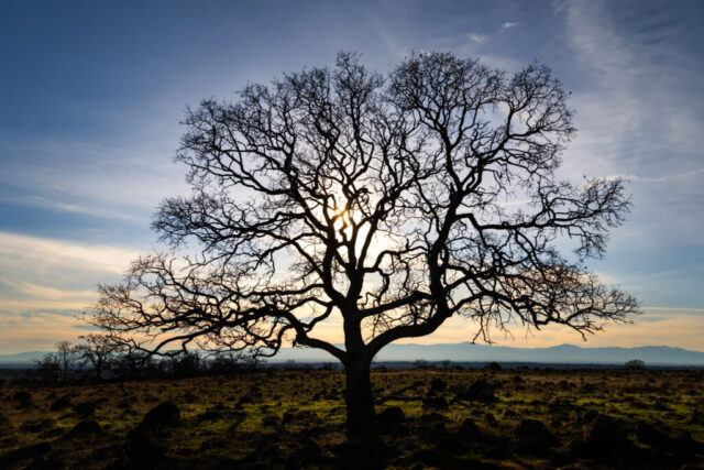 Timeless Strength Leafless oak tree stands silhouetted against a low afternoon sun in the Sacramento Riverbend area of Tehama County, California. The twisted branches spread wide above grassy terrain with distant hills under a partly cloudy sky.