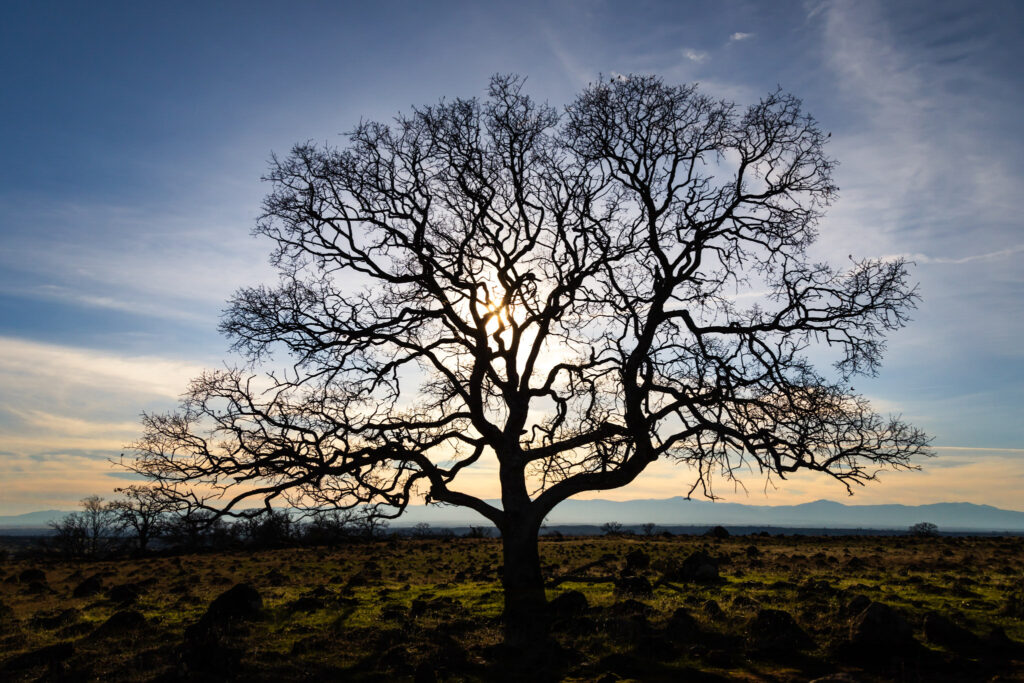 Leafless oak tree stands silhouetted against a low afternoon sun in the Sacramento Riverbend area of Tehama County, California. The twisted branches spread wide above grassy terrain with distant hills under a partly cloudy sky.