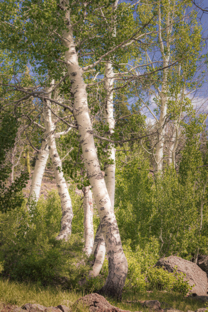 Cluster of white-barked aspen trees with fresh green foliage stands in late afternoon sunlight at Crater Lake in Lassen County, California. The trees lean and curve slightly, surrounded by grass, shrubs, and large rocks under a clear sky.