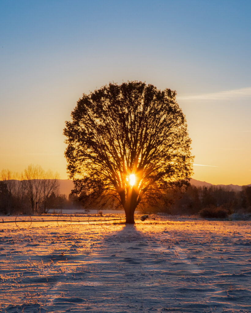 Sun rises behind a lone California black oak in a frost-covered hay field near Janesville, California. The tree casts long shadows across the snowy ground, with distant hills and a metal irrigation wheel line visible to the left.