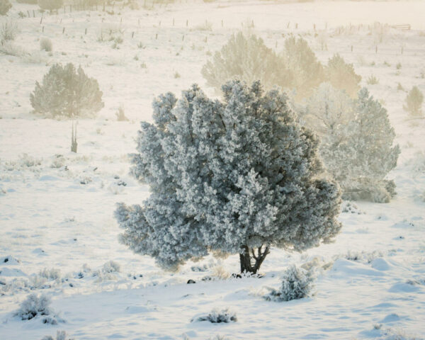 Pogonip in Juniper Frost-covered juniper tree stands in a snow-blanketed field at the north end of Willow Creek Valley in Lassen County, California. Surrounding vegetation is also coated in ice from freezing fog, with low sunlight diffusing through the mist.