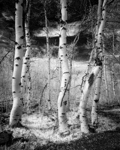 Aspen Grove Bathed in Invisible Light Infrared black and white image of a quaking aspen grove in the South Warner Wilderness, Modoc County, California. Tall, smooth white trunks with dark knots stand among light-toned undergrowth, creating strong tonal contrast throughout the forest scene.