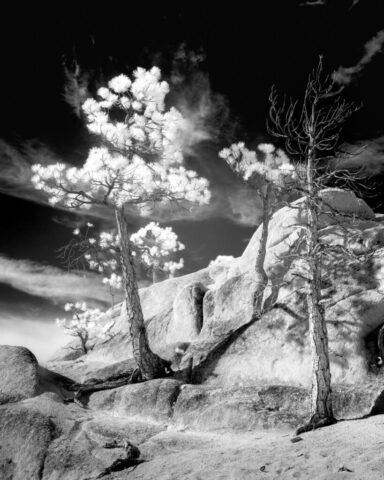 Struggling Pines Infrared Infrared black and white image of wind-sculpted pine trees on a rocky ridge in Lassen County, California. One tree stands vibrant with bright foliage while another stands bare, both rooted in sandy soil among large granite boulders under a cloud-dappled sky.