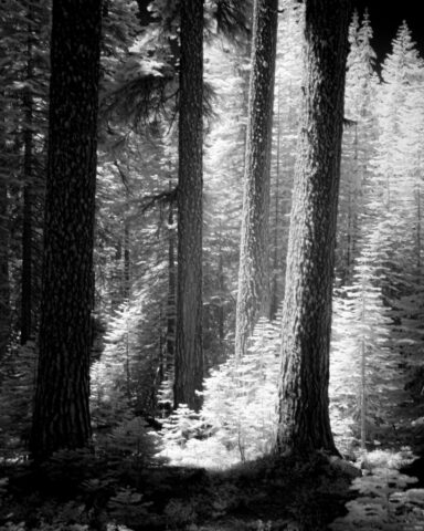 Red Fir Grove Infrared - Vertical Infrared black and white image of a dense red fir forest along the Red Fir Nature Trail near Mills Peak in Plumas County, California. Tall trunks rise vertically with glowing foliage, captured in filtered midday sunlight using an 830nm infrared filter.