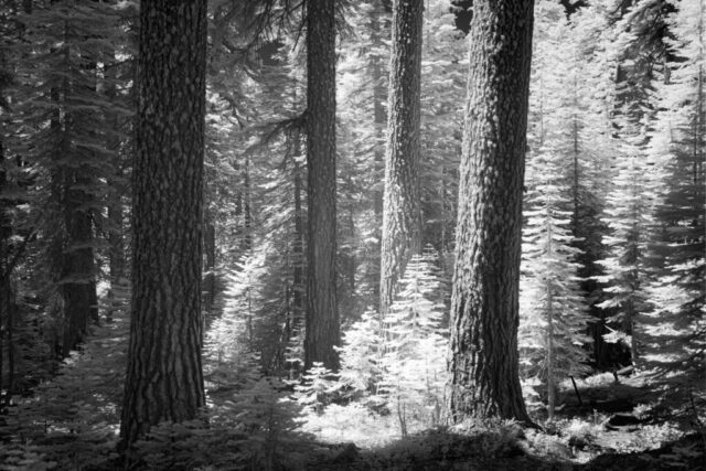 Red Fir Grove Infrared Infrared black and white image of a red fir forest along the Red Fir Nature Trail near Mills Peak in Plumas County, California. Tall conifer trunks rise among glowing, frost-like foliage captured under filtered midday sunlight.