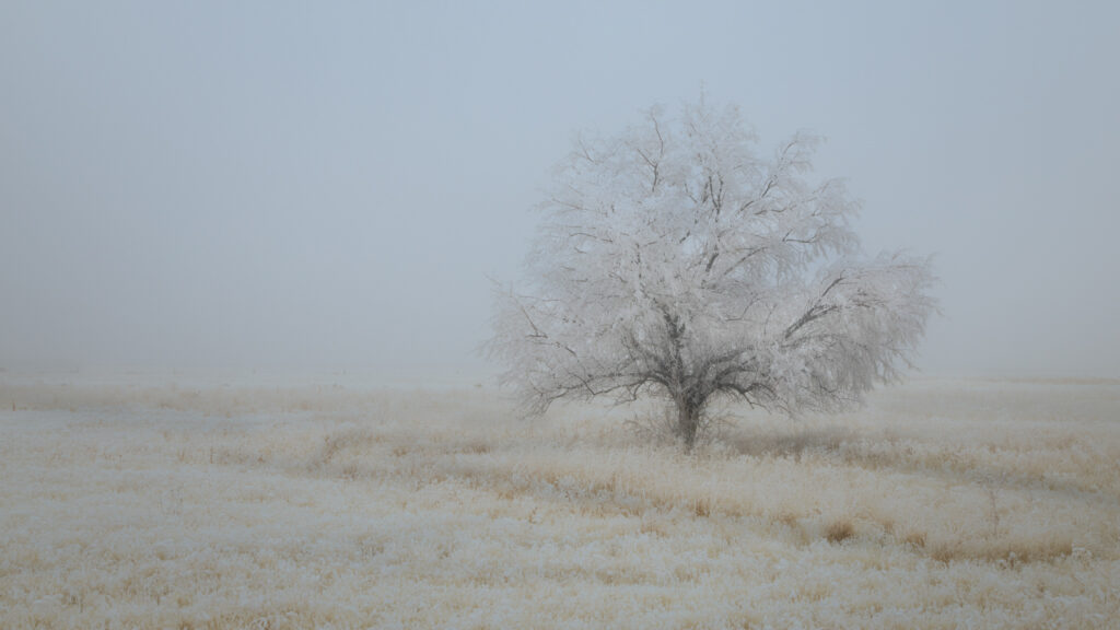 Frost-covered tree stands alone in a foggy, snow-dusted field near Janesville, California. The surrounding grassland and sky are softly muted by freezing fog, creating a pale, minimalistic winter landscape.