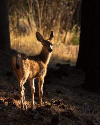Muley Fawn in Dappled Light - Lassen County California Young mule deer fawn standing beneath trees in dappled morning light near Janesville, California. The small deer faces the camera with ears alert, its coat softly illuminated by warm sunlight against a shaded woodland and grassy roadside background.