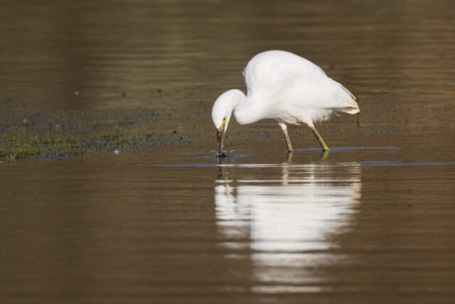 Snowy egret forages in shallow water at Shugru Reservoir in Lassen County, California, with its head lowered and bill submerged. The white wading bird stands on long legs, yellow feet visible, with