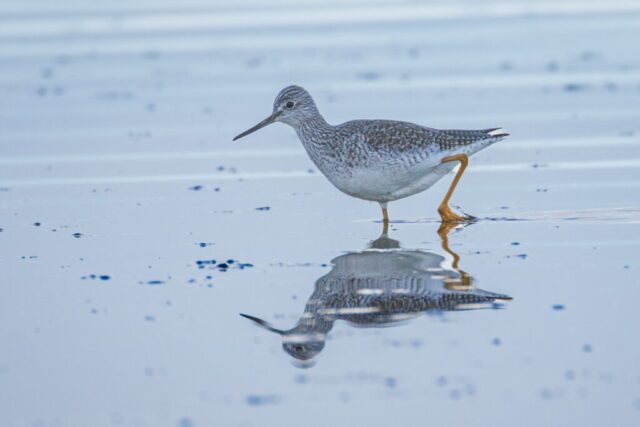 A Greater Yellowlegs wades through shallow water at Eagle Lake in Lassen County, California, its long yellow legs and slightly upturned bill reflected on the calm surface on a clear December morning.