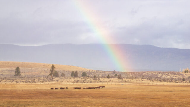 Pastoral Rainbow - Lassen County California A rainbow stretches across a cloudy sky above a golden pasture in Lassen County, California, with grazing cattle in the foreground and low hills and scattered trees in the distance on a late fall morning.