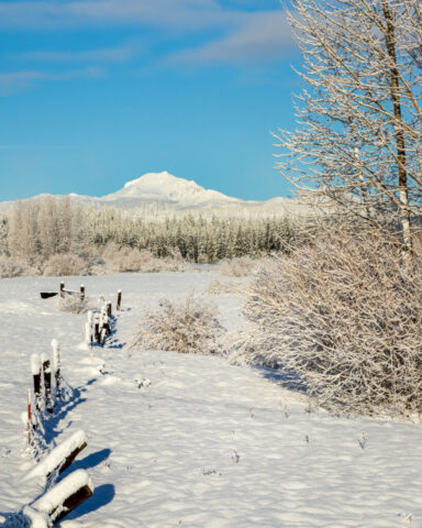 Snowy Fence Line to Mount Lassen - Chester California A snow-covered wooden fence leads across a frozen, snow-blanketed foreground toward Mount Lassen in the distance, with frost-coated shrubs and conifer trees beneath a clear blue winter sky, viewed from the Highway 36 causeway near Lake Almanor in Plumas County, California.