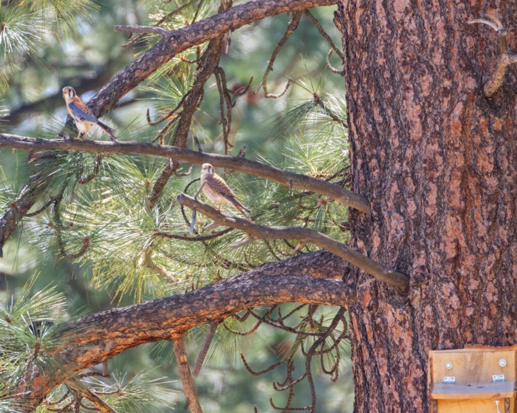 Two American kestrels perch on sunlit pine branches during the first documented sighting of the pair for Operation Kestrel Nest 2025. The male, with blue-gray wings and warm rust tones, stands on an upper branch while the paler female rests below, both partially framed by soft green n