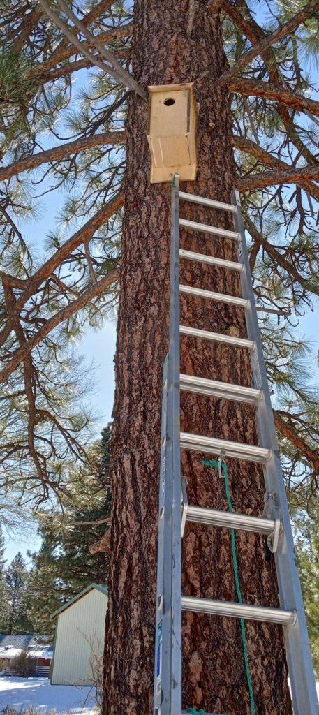 A tall pine tree with a mounted kestrel nest box is shown from the ground looking upward, emphasizing the height and installation perspective for Operation Kestrel Nest 2025. A metal extension ladder leans against the trunk, its rungs leading up toward the wooden nest box secured high among sunlit branches and green pine needles. The clear blue sky and branching canopy frame the setup, highlighting the elevated position essential for kestrel nesting safety and monitoring.