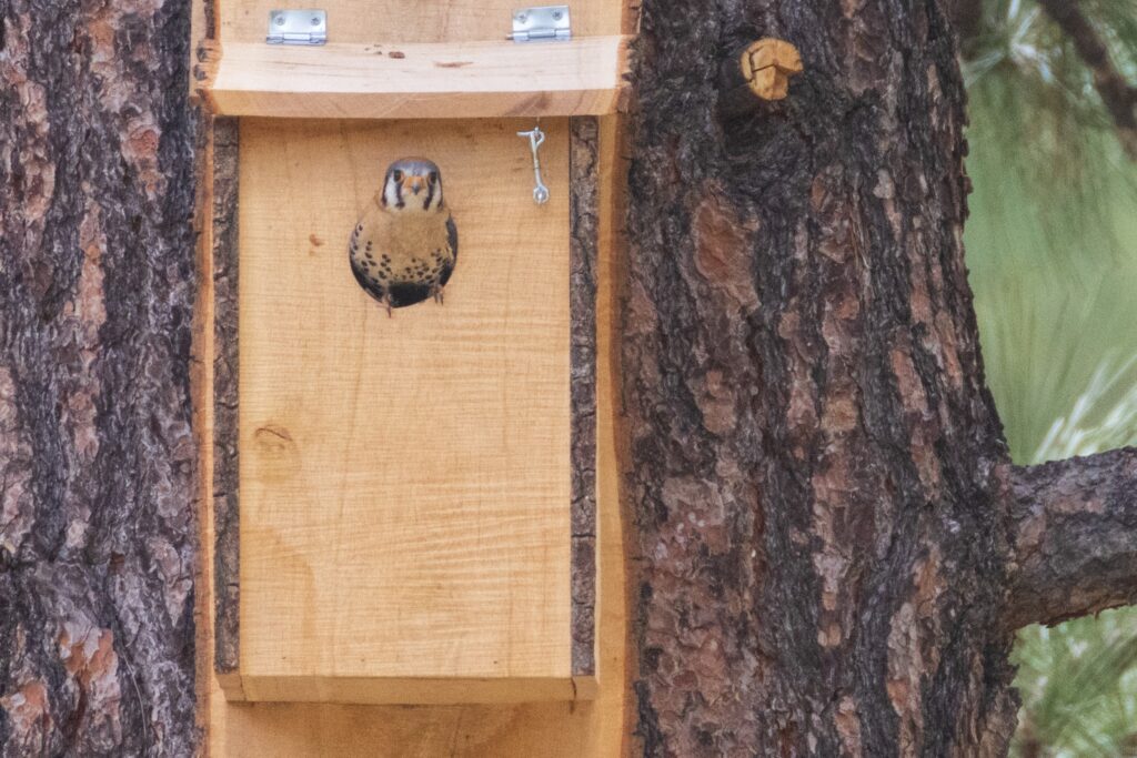 An adult American kestrel peers out from the entrance of a wooden nest box mounted on a mature pine tree, an early-season behavior observed during Operation Kestrel Nest 2025. The bird’s face and chest markings are framed by the smooth wood of the box and the rough bark surrounding it, showing the raptor alert and monitoring its surroundings from the safety of the elevated cavity. Soft green background foliage hints at the forest habitat supporting the nesting project.