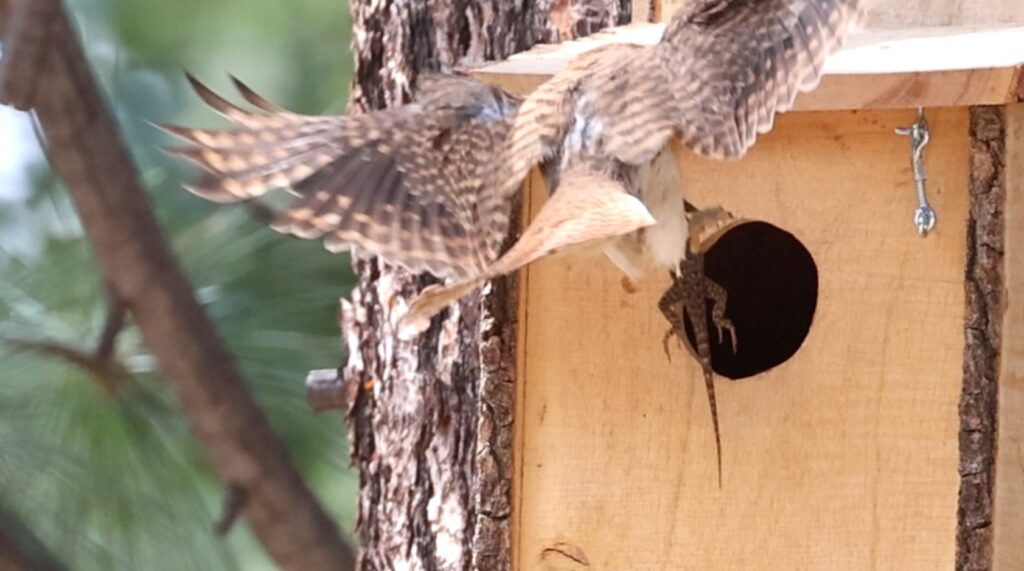 A female American kestrel lands at the entrance of a wooden nest box while delivering a lizard to her chicks, its tail and limbs visible as she braces against the box. Her wings are spread in mid-flight, showing mottled brown and cream feathers against the blurred green pine canopy behind her. This action scene documents active prey delivery and developing nest activity for Operation Kestrel Nest 2025, highlighting successful hunting and parental care.