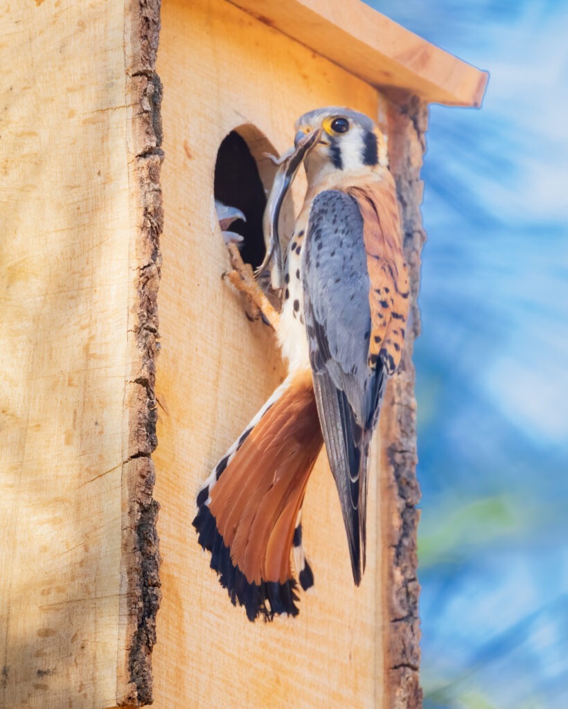 A male American kestrel clings to the entrance of a wooden nest box while holding a blue-tailed skink in his beak, preparing to feed a chick that is visible poking its head up from inside. The raptor’s blue-gray wing, rust markings, and sharp talons contrast with the pale wood of the box and soft blue sky behind him. This close feeding moment highlights active provisioning behavior and ongoing nest development documented for Operation Kestrel Nest 2025.