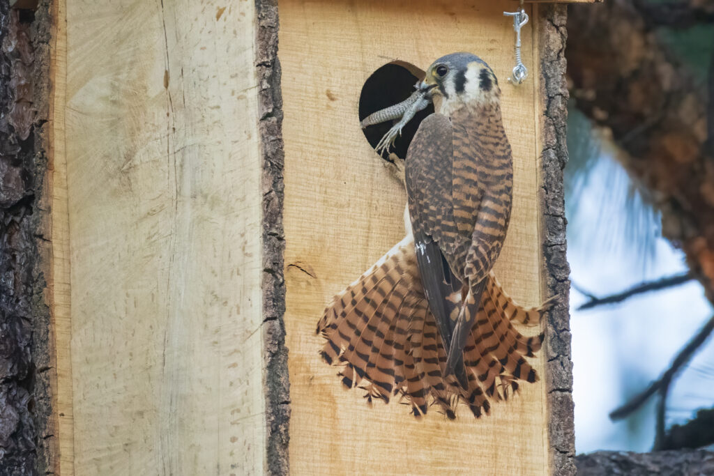 A female American kestrel clings to the entrance of a wooden nest box while holding a lizard in her beak, its legs and tail extended as she prepares to deliver it to the chicks inside. Her brown-and-cream plumage and fully fanned tail contrast with the pale wood and rough pine bark framing the cavity. This moment captures active prey delivery and parental care documented during Operation Kestrel Nest 2025.