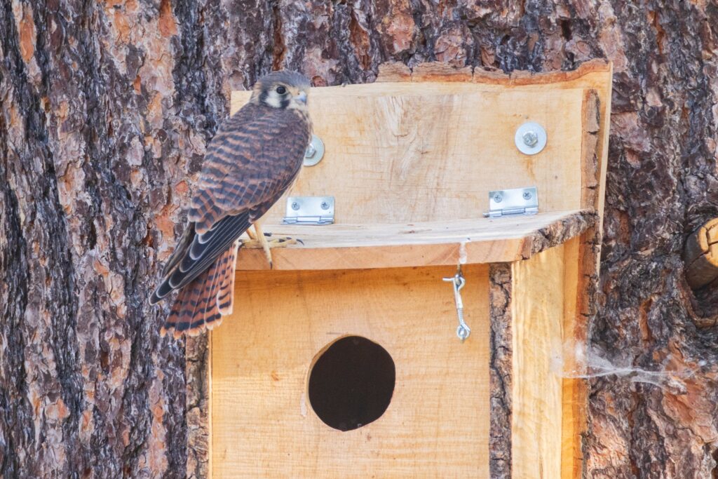 A recently fledged young American kestrel perches on the roof edge of its wooden nest box about a week after leaving the cavity, its brown streaked plumage and partially grown tail feathers visible against the rugged pine bark. The juvenile grips the wood confidently while looking outward, showing early post-fledging behavior documented during Operation Kestrel Nest 2025 and the continued use of the nest site as a safe observation point.
