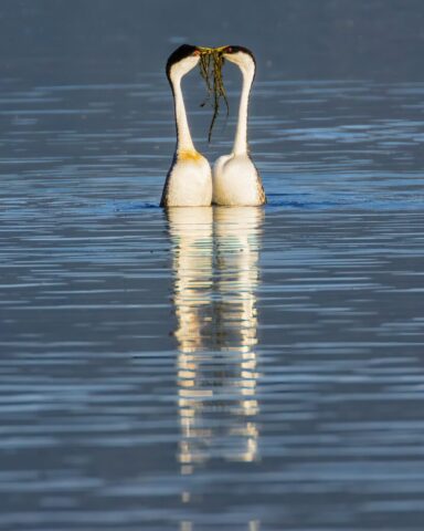 Weed Ceremony Two western grebes facing each other in calm lake water, their long white necks arched together while holding aquatic weeds in their bills, with a clear reflection mirrored below during a summer morning at Eagle Lake in northern California.
