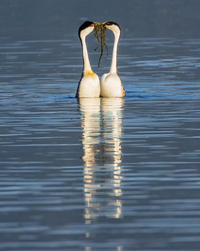 Two western grebes facing each other in calm lake water, their long white necks arched together while holding aquatic weeds in their bills, with a clear reflection mirrored below during a summer morning at Eagle Lake in northern California.