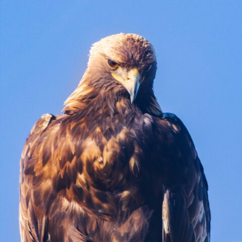 Golden Eagle Portrait - Lassen County California Golden eagle perched on a utility pole near Janesville, California, photographed in winter, showing a close-up view of the bird’s head and upper body against a clear blue sky.