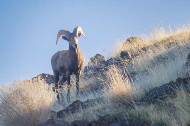 20251228_Ram Facing Camera_social_SRGB_001 Bighorn sheep ram standing on a rocky, grass-covered hillside in the high desert near the California–Nevada state line, photographed in winter afternoon light as it looks toward the camera from a steep slope.