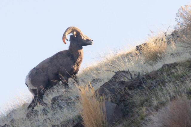 20251228_Ram_Social_SRGB_001 Bighorn sheep ram climbing a steep, rocky hillside covered with dry grasses in the high desert near the California–Nevada state line, photographed in winter as low afternoon sunlight highlights the animal against a clear sky.