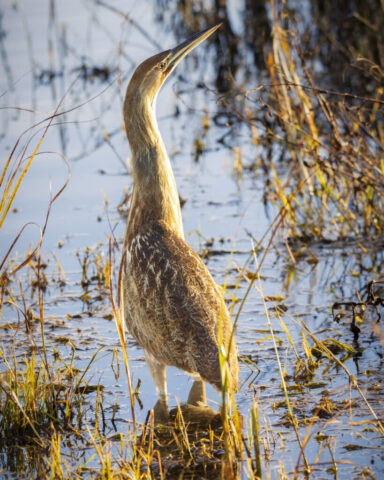 Full-body American bittern standing motionless in shallow marsh water at Sacramento National Wildlife Refuge in Glenn County, California, with neck extended and bill pointed upward, blending into reeds and grasses in warm late-afternoon light.