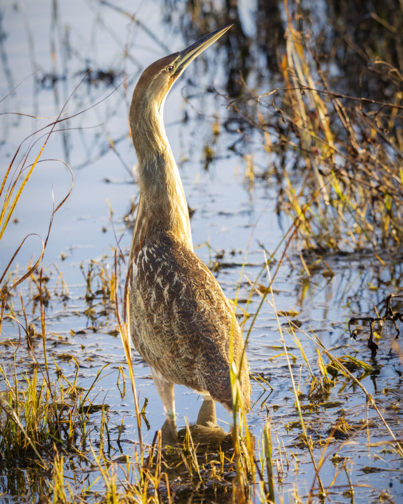 Full-body American bittern standing motionless in shallow marsh water at Sacramento National Wildlife Refuge in Glenn County, California, with neck extended and bill pointed upward, blending into reeds and grasses in warm late-afternoon light.