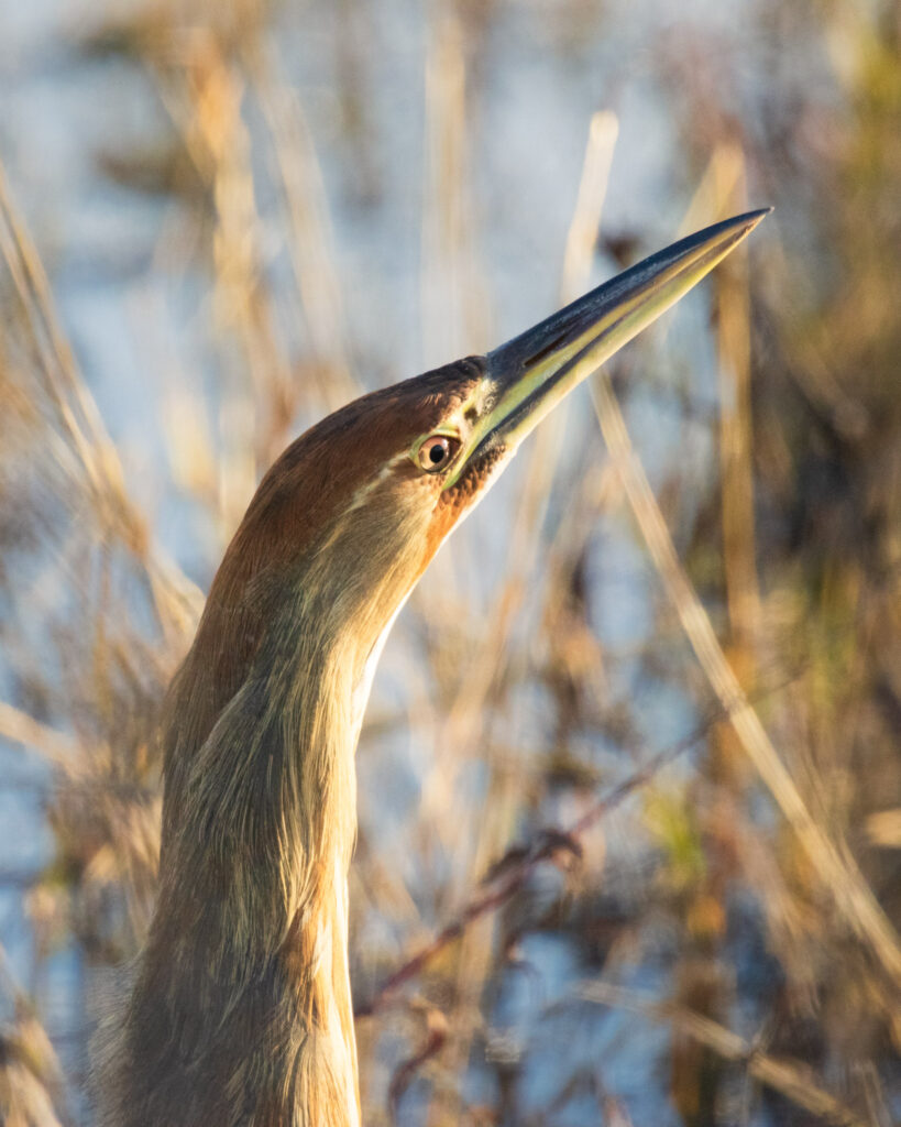 Close-up of an American bittern standing motionless in a marsh at Sacramento National Wildlife Refuge in Glenn County, California, with neck extended and bill angled upward, blending into reeds and grasses in late-afternoon light.