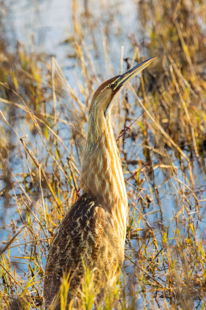 American bittern standing motionless in shallow marsh water at Sacramento National Wildlife Refuge in Glenn County, California, with neck extended and bill angled upward, blending into reeds and grasses during late-afternoon light.
