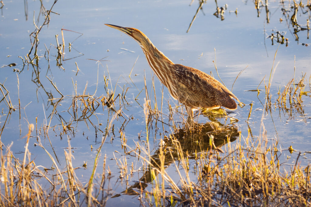 American bittern wading through shallow wetland water at Sacramento National Wildlife Refuge in Glenn County, California, with neck extended and bill pointed forward while hunting among reeds, grasses, and reflective water during late afternoon light.
