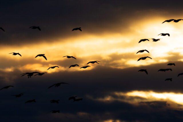 Silhouetted Geese at Dawn - Sacramento NWR - Glenn County Califo Silhouetted geese flying across glowing dawn clouds at Sacramento National Wildlife Refuge, dark wings against golden sunrise