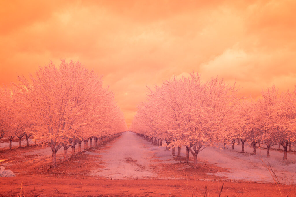 Unprocessed 590nm infrared view of blooming almond trees lining a farm road near Artois, California, under a glowing spring sky.