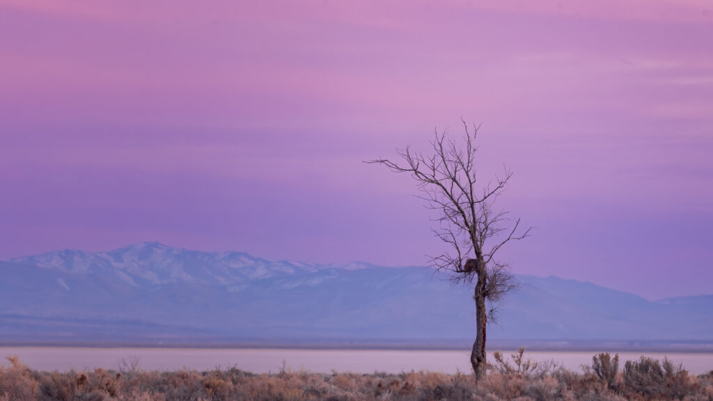Solitary leafless tree with a large nest stands above sagebrush near Honey Lake at dusk in Lassen County, California under pastel skies.