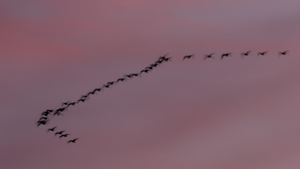 Blurred silhouettes of snow geese fly in a curved line across a dusk sky in Lassen County, California during a hazy February sunset.