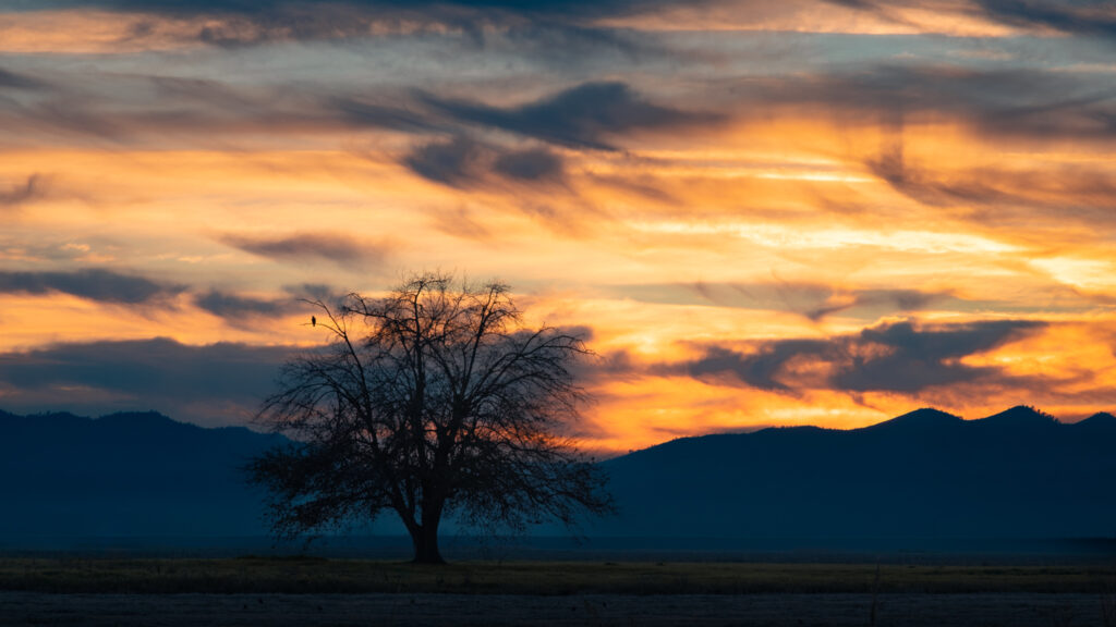 Bare winter tree silhouetted against a vivid orange and gold sunset sky over Colusa County farmland, California