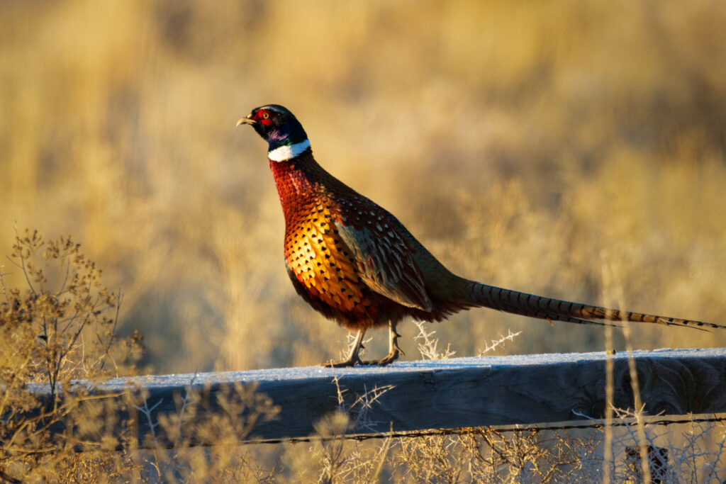 Ring-necked pheasant rooster perched on a frost-covered fence rail in morning light, Janesville, California