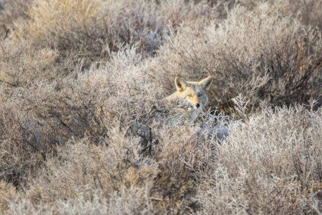 Wile-E in Frosty Sage Brush - Lassen County CA near the Nevada L Coyote pausing in frost-covered sagebrush scrub near the California-Nevada border, January morning