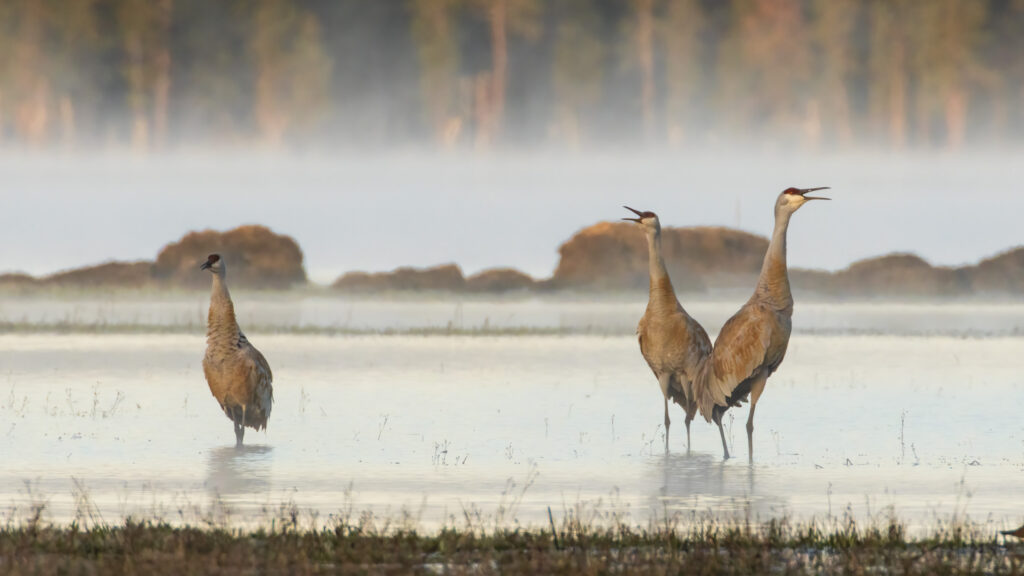 Three sandhill cranes calling at McCoy Flat Reservoir, Lassen County, California, standing in shallow water with fog-draped conifers behind them