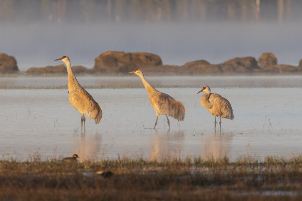 Three sandhill cranes wading in staggered formation at McCoy Flat Reservoir, Lassen County, California, at first light in April fog