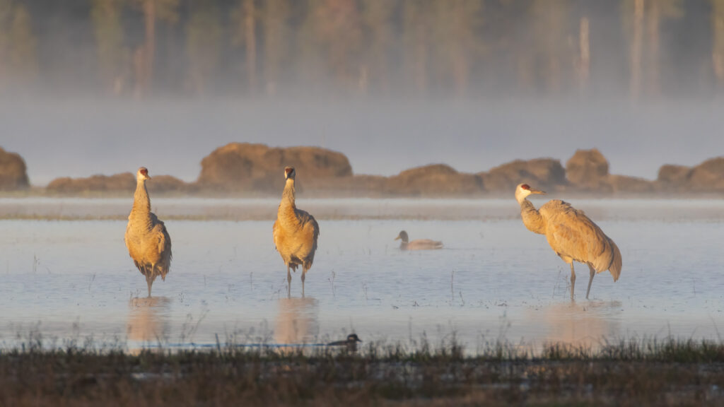 Three sandhill cranes preening in the shallows of McCoy Flat Reservoir, Lassen County, California, with a mallard and bufflehead nearby