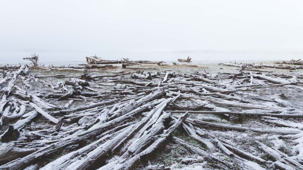 Snow-dusted driftwood debris field along the shoreline of McCoy Flat Reservoir, Lassen County, California
