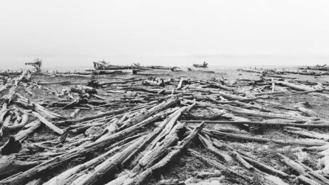 20260413_Debris Field_Social_SRGB_001 Dense field of driftwood logs blanketing the shoreline of McCoy Flat Reservoir, Lassen County, California