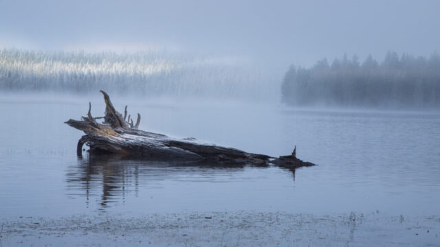 20260413_Driftwood Log_Social_SRGB_001 Snow-dusted driftwood log on the still, fog-shrouded surface of McCoy Flat Reservoir, Lassen County, California