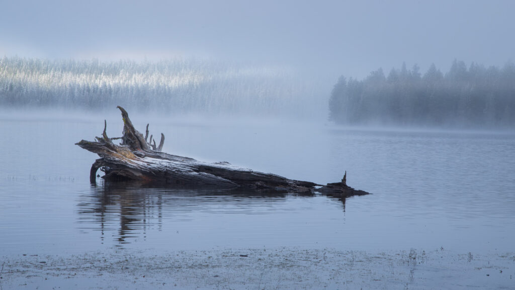 Snow-dusted driftwood log on the still, fog-shrouded surface of McCoy Flat Reservoir, Lassen County, California