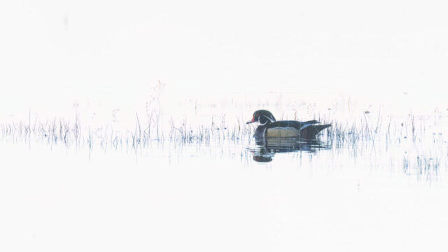 20260413_High Key Wood Duck_Social_SRGB_001 High-key minimalist portrait of a wood duck drake swimming among pale reed reflections, Lassen County, California